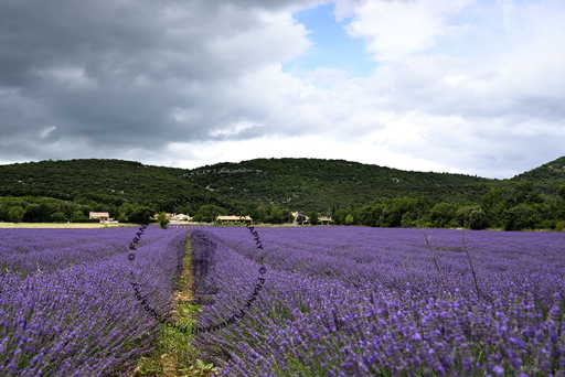 Lavender Fields