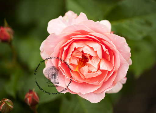 Flower Collection