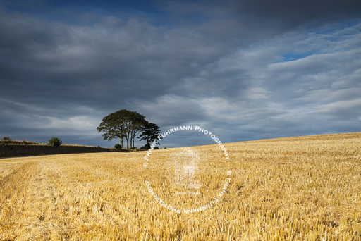 Kingsbarns