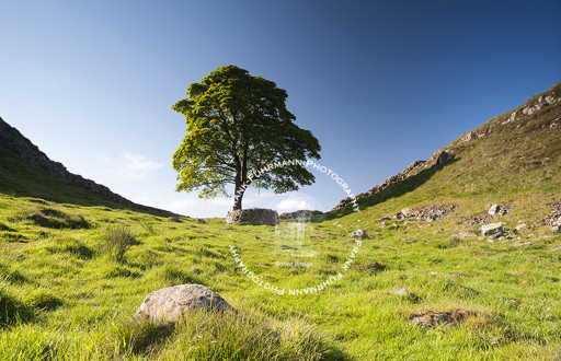 Sycamore Gap