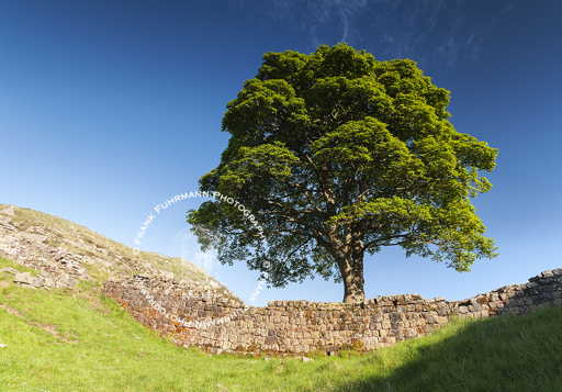 Sycamore Gap