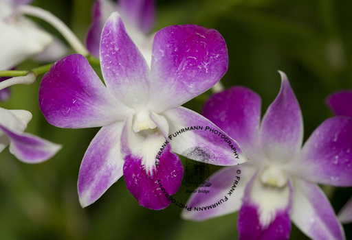 Botanical Gardens
