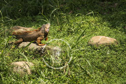 Jurong Bird Park
