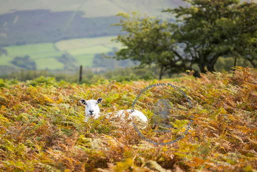 Brecon Beacons